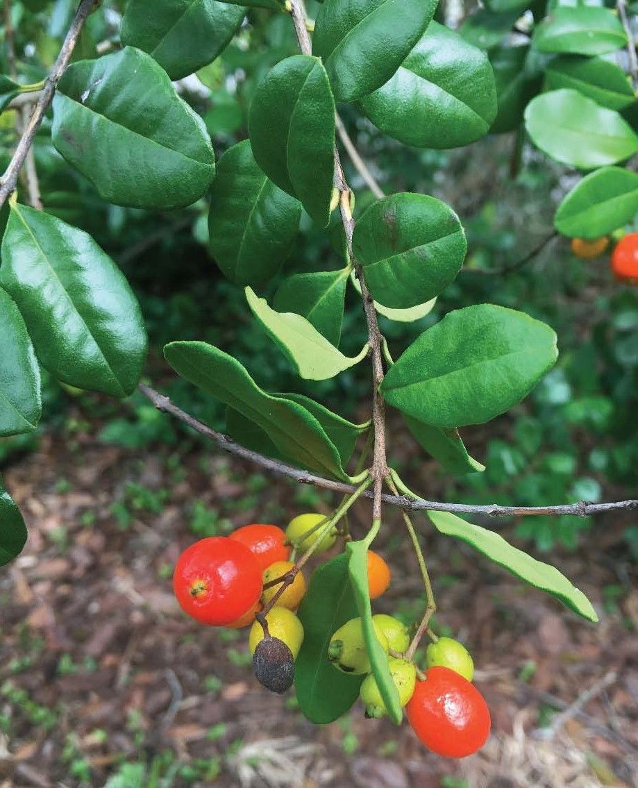Berries and leaves of the native Simpson’s stopper, Myrcianthes fragrans. 