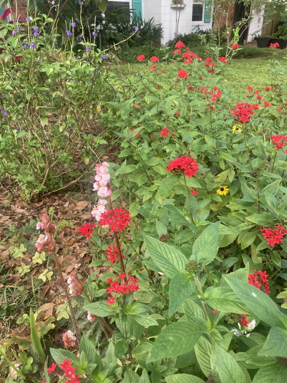 Pentas lanceolata (red) is interspersed with Helianthus debilis (yellow) and Stachytarpheta jamaicensis (purple) in the front yard of a residential home. 