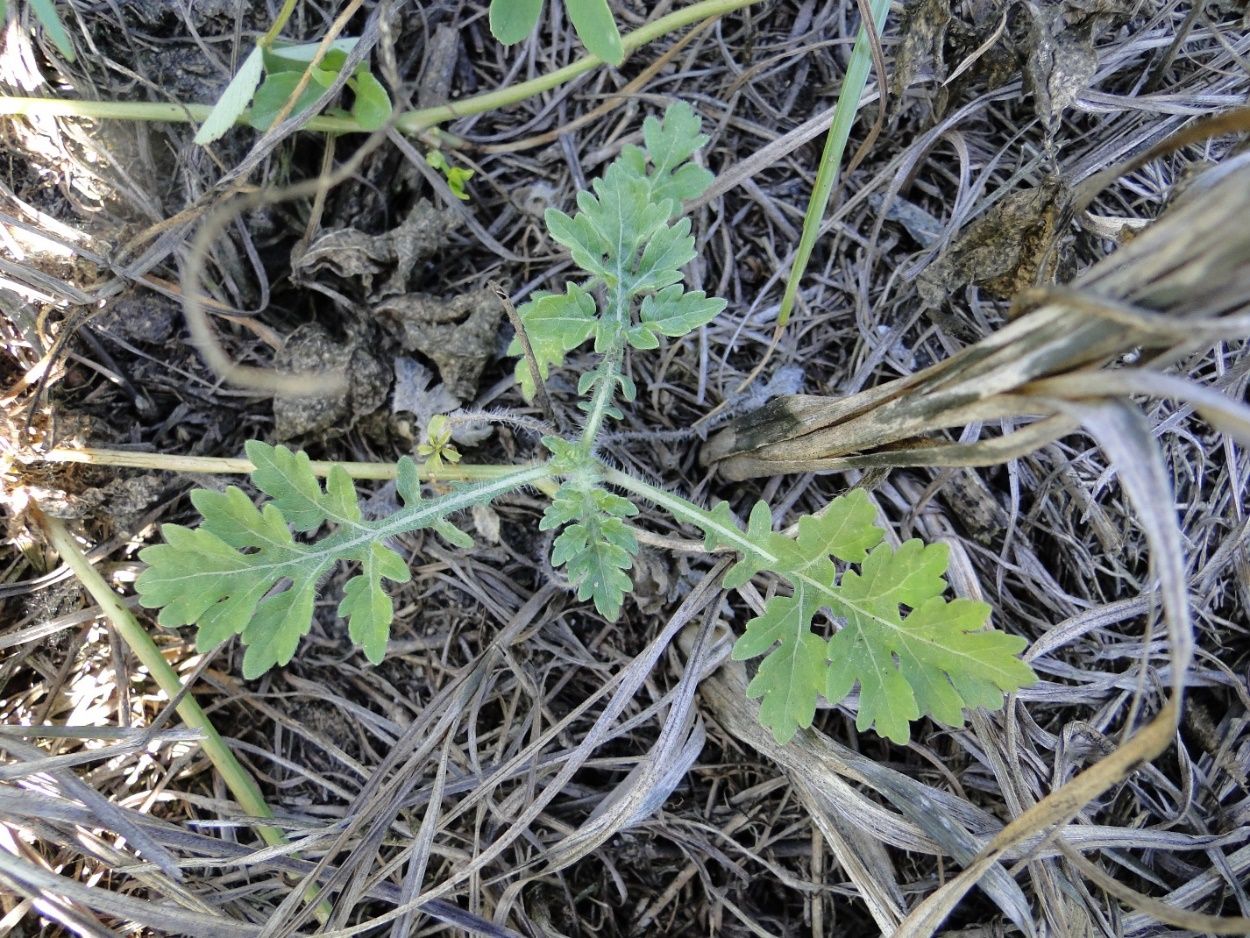 A ragweed parthenium seedling (early rosette stage).