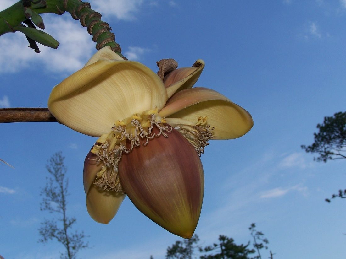 Bananas are heavy feeders and need enhancements to thrive in our sandy soils. Use compost, composted manure, or other amendments to encourage flowering and fruiting. 
