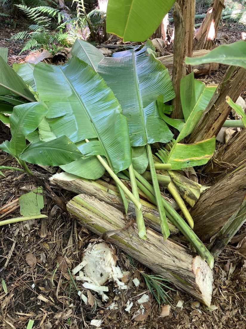 Banana trunks and leaves are a good source of organic matter and readily decompose, so they can be used for mulch on banana trees (self-mulching). 