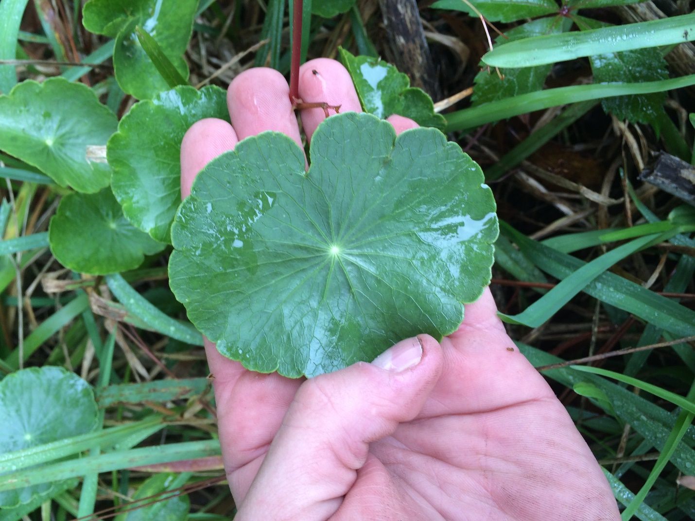 Dollarweed (Hydrocotyle spp.) is a reliable indicator of wet environments.