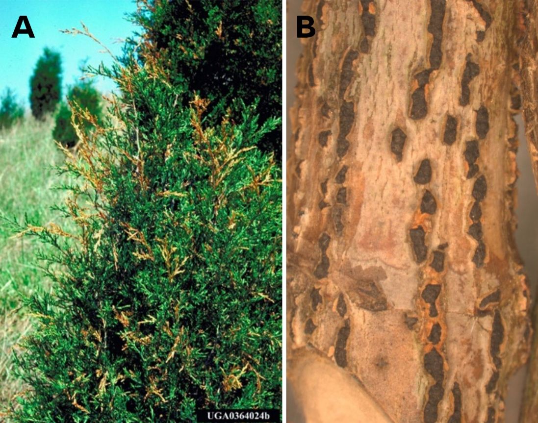(A) Tip dieback from Phomopsis on red cedar. Notice the dispersed tip death throughout the plant. (B) A close-up of small, round, brown-to-black fruiting structures on Japanese maple.