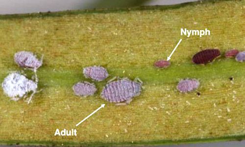 Podocarpus aphid (Neophyllaphis podocarpi Takahashi) adults, and nymphs.