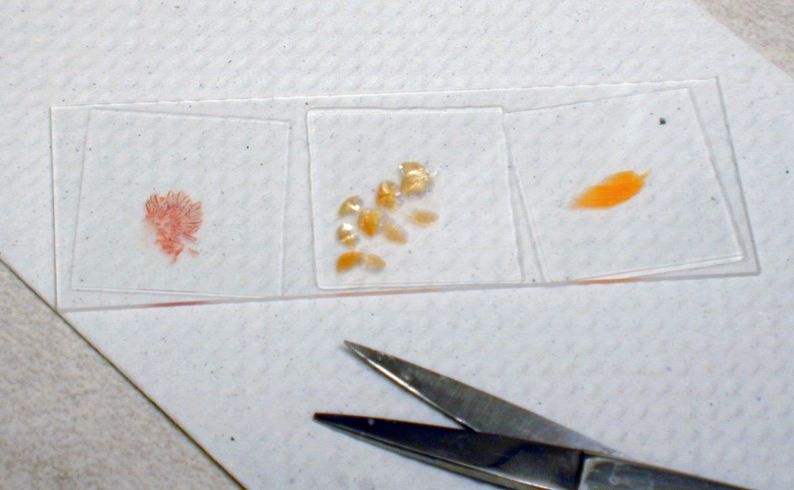 Gill clip, skin scrape, and fin clip mounted on microscope slide.