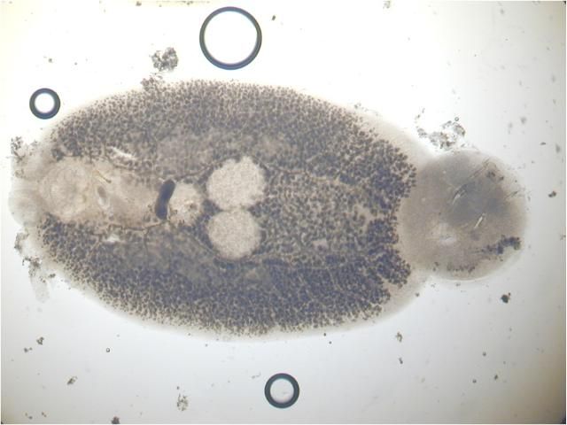 Figure 6. Capsalid from skin of cobia Rachycentron canadum (head to left and haptor to right).