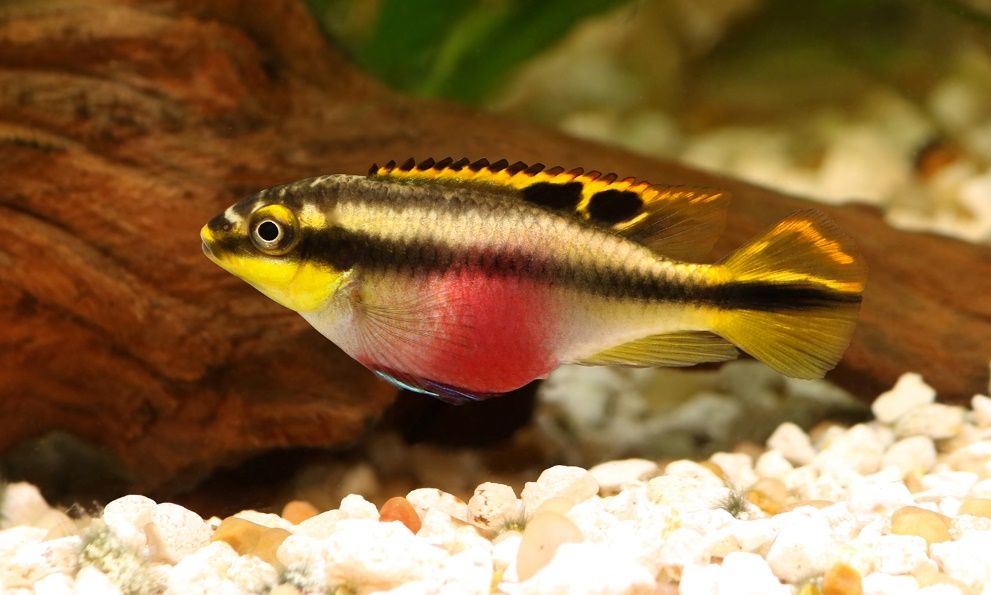 Female krib/kribensis cichlid (Pelvicachromis pulcher).