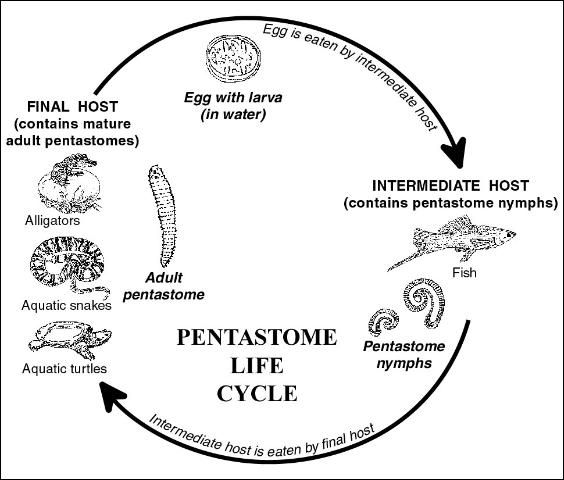 Figure 2. Life cycle of a pentastome.