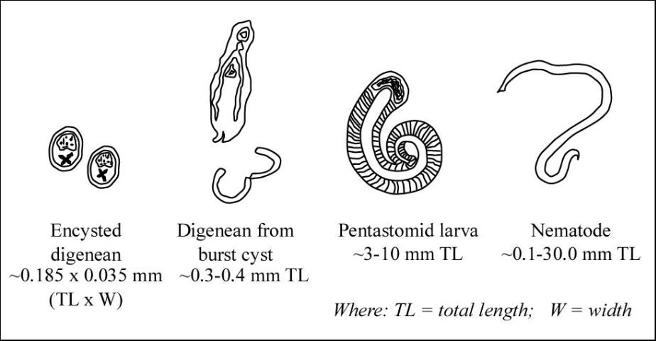 Figure 4. Comparison of digenean trematode, pentastome nymph, and nematode sizes.