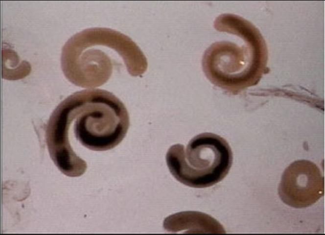 Figure 1. Pentastome larvae (nymphs) from a swordtail.