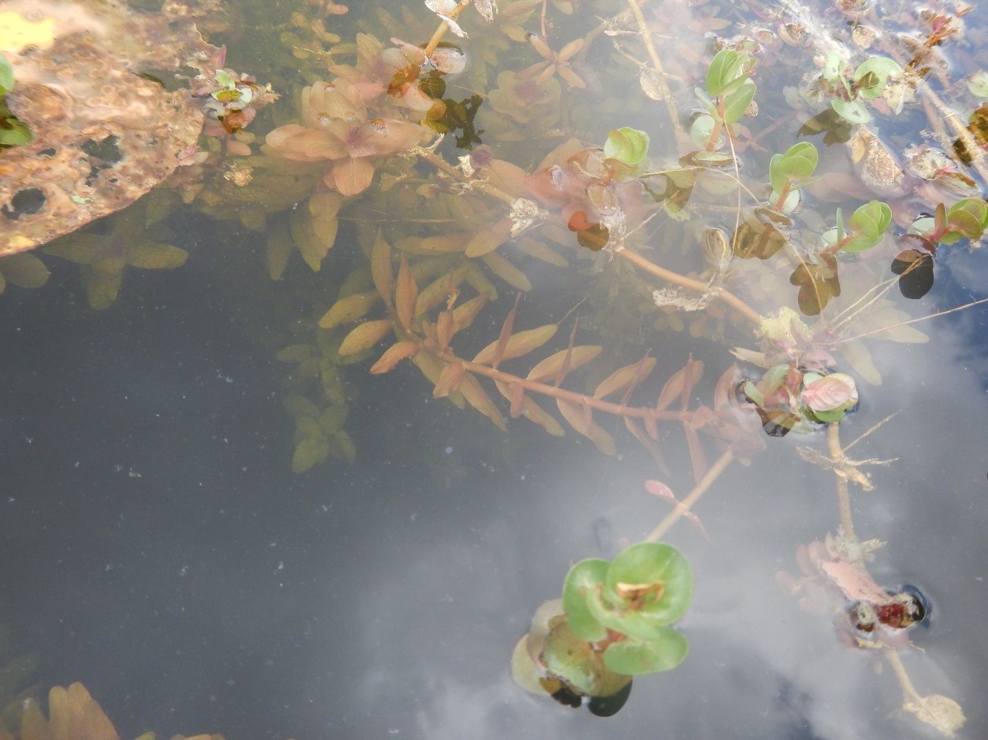 Rotala sp. displaying heterophyllous vegetation. The leaves growing above the water line are broader and more round then the narrow, slender leaves growing below the water line. 