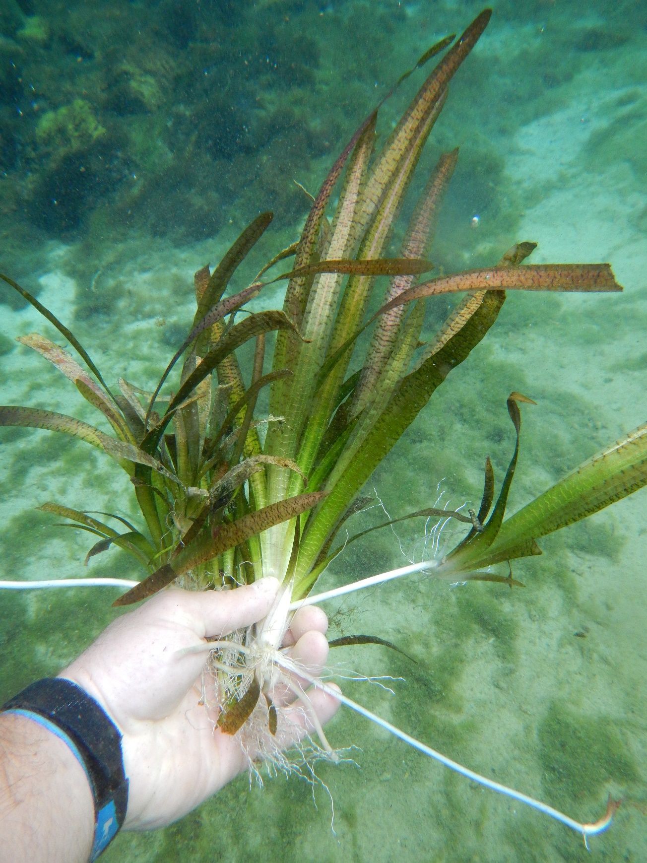 A Vallisneria sp. displaying stolons, or runners (in white). The runners grow on the surface of the substrate and produce “daughter” plants at their ends. 