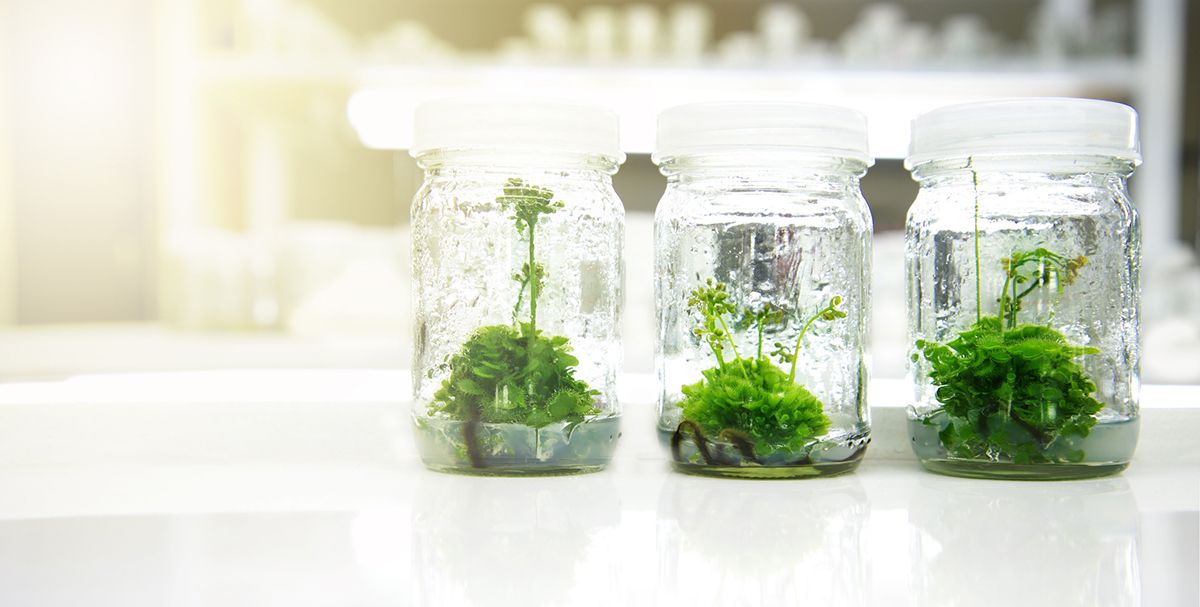 Sealed jars of plants grown using the tissue culture propagation method. Plants grown using this method are hardier and disease free. 