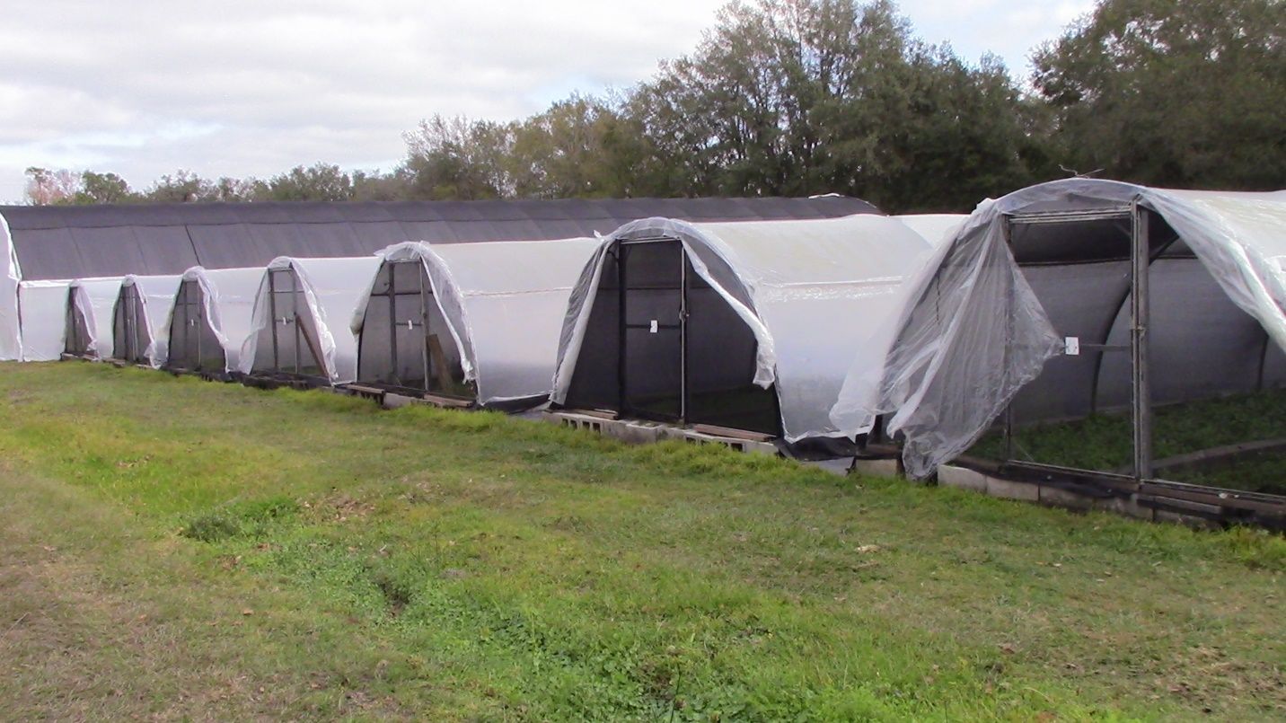 Smaller hoop houses lined up in front of a larger greenhouse (background). 