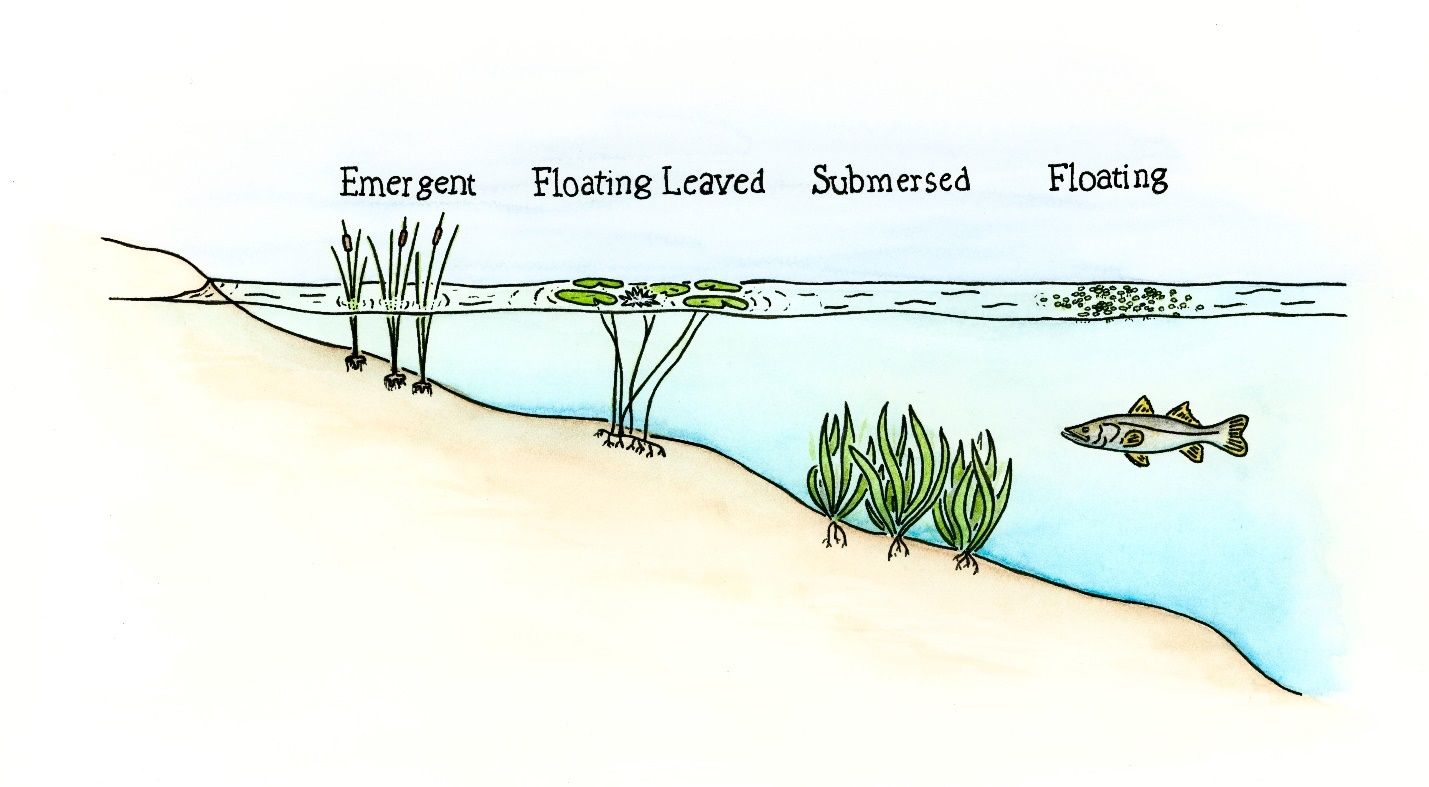 Schematic of basic aquatic plant types grown in aquaculture. Aquatic plants take on many forms, but are loosely placed into four categories: emergent, floating-leaved, submersed, and floating. 