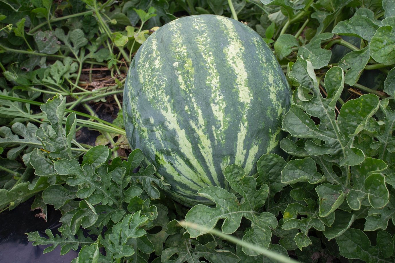 A watermelon growing in a plant

Description automatically generated with medium confidence