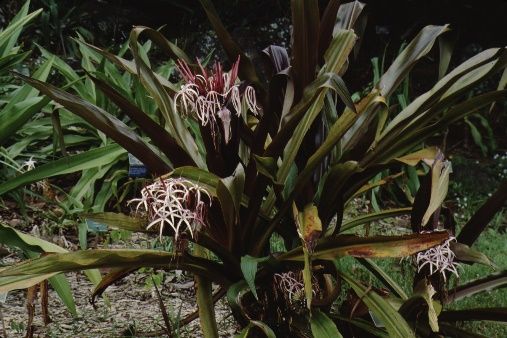 Full Form - Crinum x amabile: Giant Spider Lily