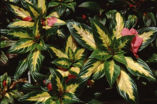 Leaf - Impatiens x New Guinea Hybrids: New Guinea Impatiens