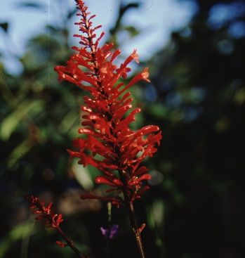 Flower - Odontonema strictum: Firespike