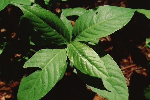 Leaf - Odontonema strictum: Firespike
