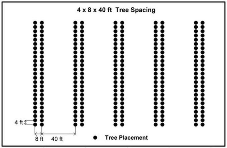 Figure 1. Double-row 4x8 ft tree spacing with 40 ft wide alleys between pairs of tree rows (also known as 4x8x40 ft spacing) was found to satisfy both timber and forage growth requirements (Lewis et al. 1985).