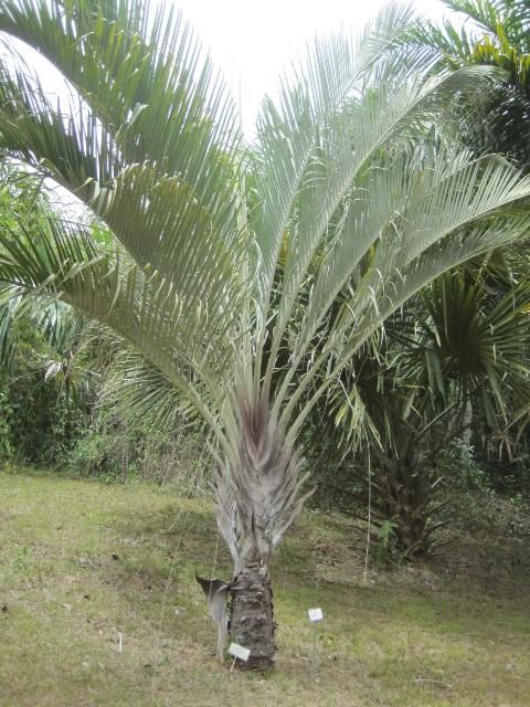 Figure 1. A mature example of Dypsis decaryi showing the three rows of fronds.