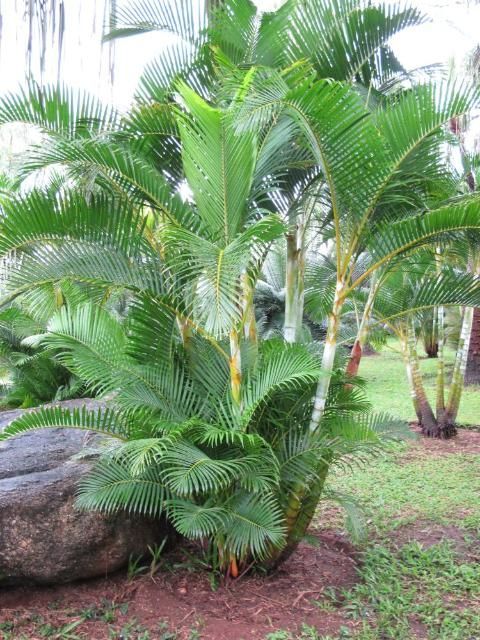 Figure 1. A cultivar of Dypsis lutescens growing outside at a botanical garden in Thailand.