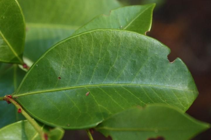 Figure 2. Close-up of an individual leaf of Lyonia lucida showing the vein running along the leaf margin.