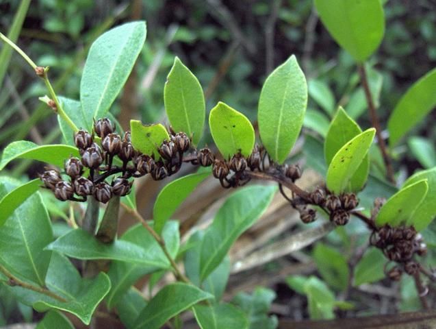 Figure 3. Leaves and dried fruit of Lyonia lucida as they appear in the wintertime.