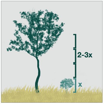 Understory fuels should not be in contact with overstory fuels. Ideally, the distance between understory and canopy fuels should be 2–3 times the height (x) of the understory fuels.