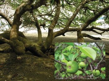 All portions of the manchineel tree are poisonous.