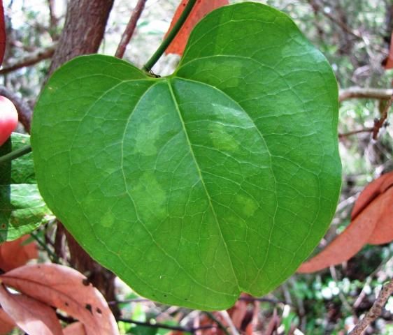 Figure 10. Smilax rotundifolia leaves typically have a cordate or rounded appearance.