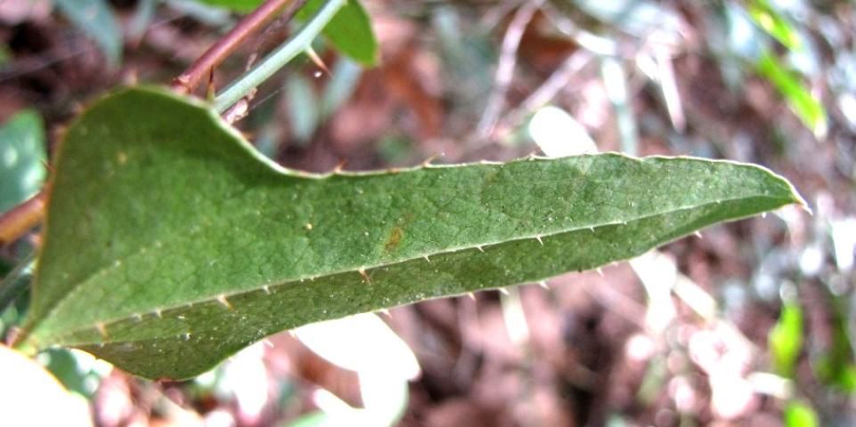 Figure 3. Prickles on the margin and along the midrib on the lower leaf surface are common on Smilax bona-nox.