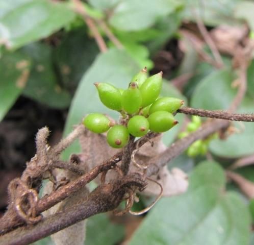 Figure 9. The fruit tapers toward the tip on Smilax pumila and is red when mature.