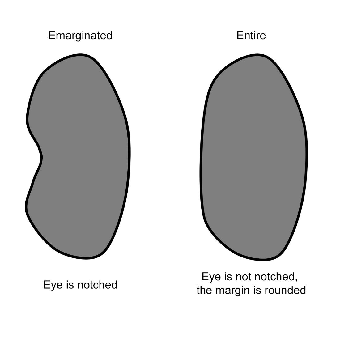 Differences in eye shape between some bark beetles. CBB has an emarginated eye. 