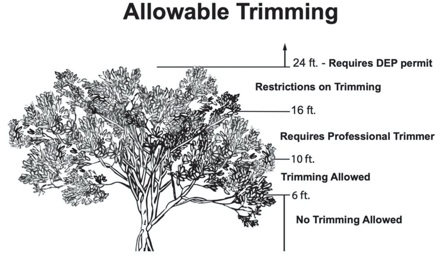 Allowable trimming per the 1996 Mangrove Trimming and Preservation Act.