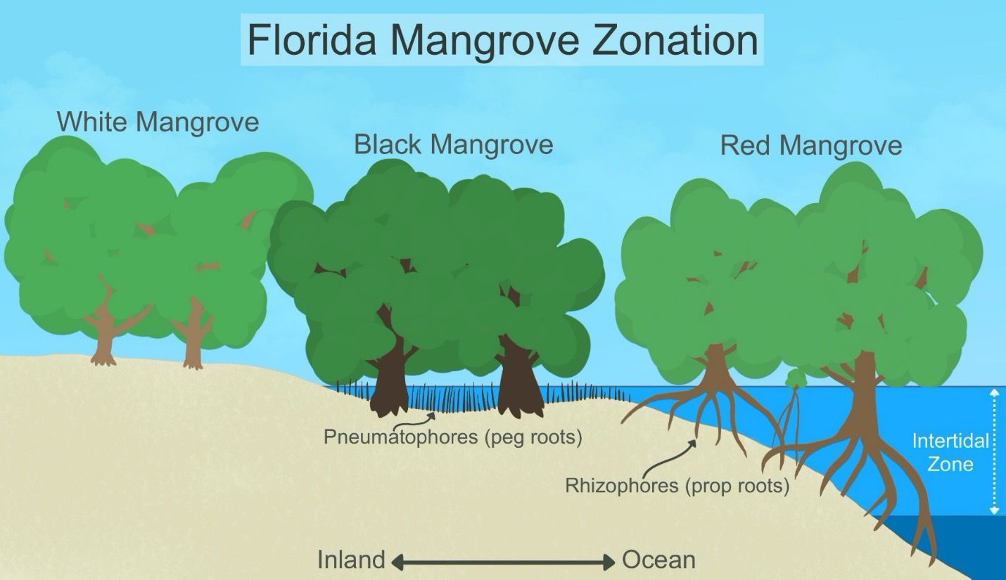 Florida Mangrove Zonation. 