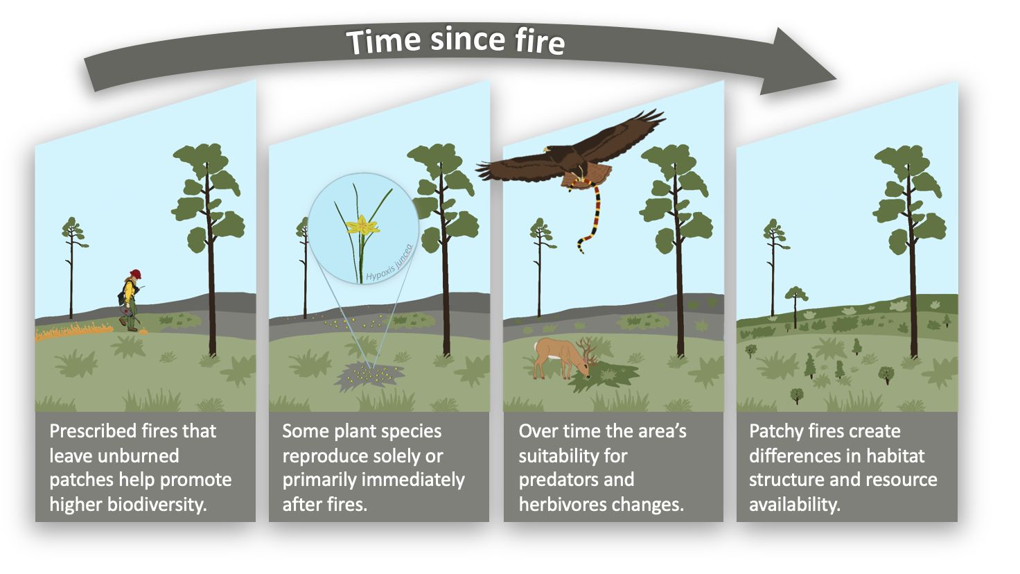 Overview of the effects of spatial variation of fire on plants and animals. 