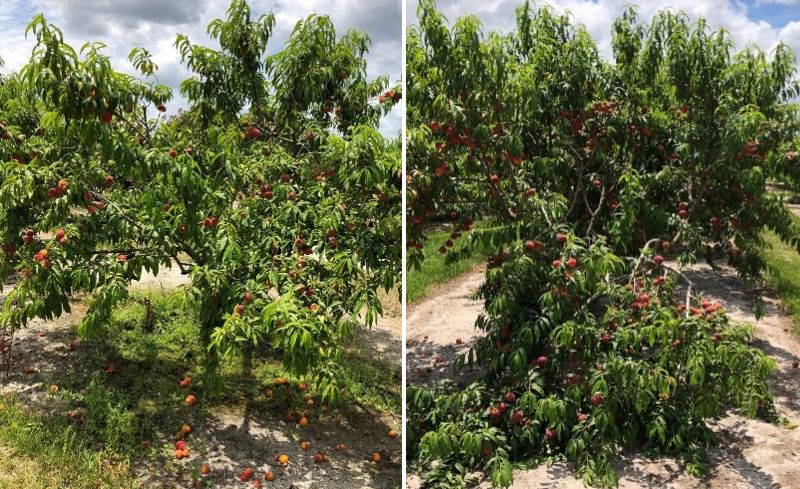 Harvest ready ‘UFSun’ peaches on a thinned tree (left) and an unthinned tree (right).