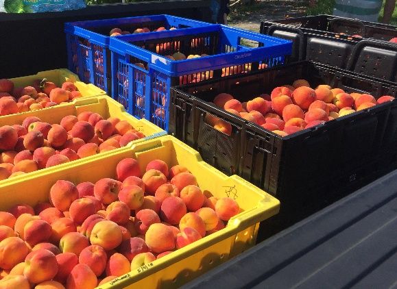 ‘UFSun’ peaches in plastic bins after 2018 harvest in Citra, FL.