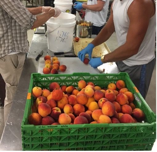 Hand sorting and cutting peaches.