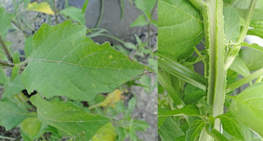 Figure 2. American black nightshade leaf (left) and stem (right).