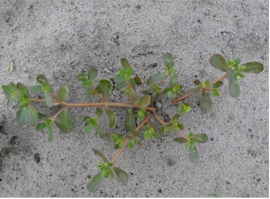 Common purslane growth in a fallow field.  Note fleshy stems and leaves with no hairs.