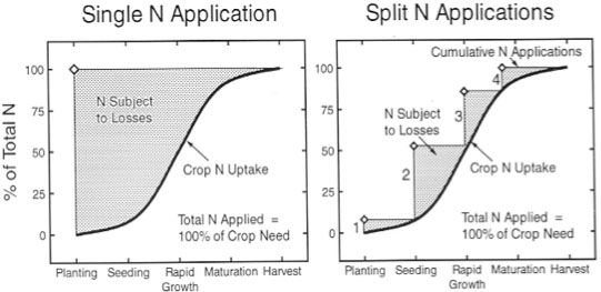 Figure 2. General estimations of potential N losses occurring when N fertilizer is applied in a single application or in split applications.