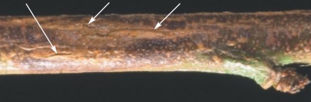 Figure 4. Twig cankers (arrows) caused by the rust fungus T. discolor on a one-year-old peach branch.