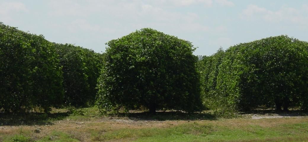 Figure 2. Topping and hedging of large citrus trees.