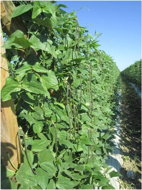 Figure 8. Long bean pods growing in Miami-Dade County.