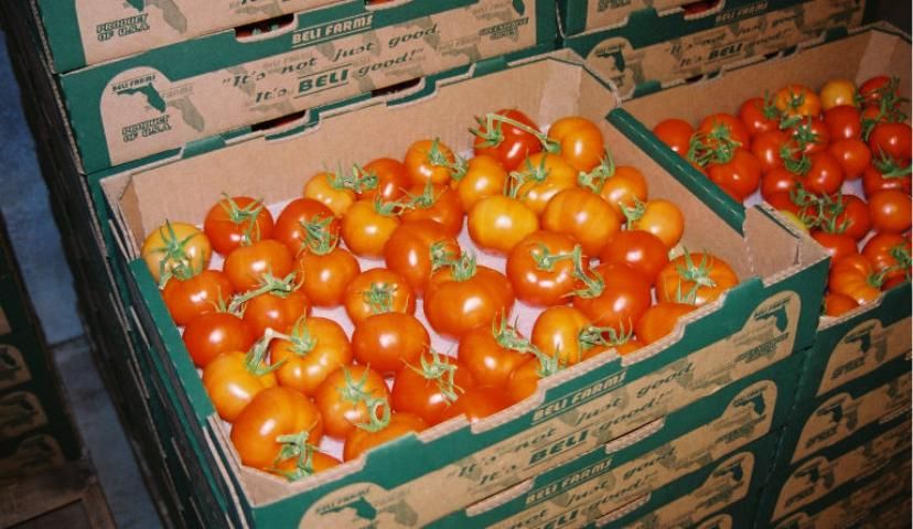Figure 5. Corrugated fiberboard cartons for tomatoes.