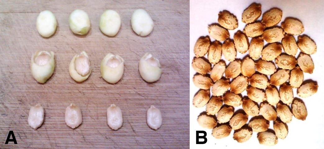 Figure 1. A) Immature seeds of bitter melon. The top two lines of seeds have edible arils (specialized outgrowths from seeds that completely cover the seeds). The bottom line has thick and hard testae (seed coats). Seed germination is usually slow because of the thick testae. B) Mature seeds (0.4–0.6 inches in length) of bitter melon. The seed testae have uneven surfaces with nonlinear stripes.