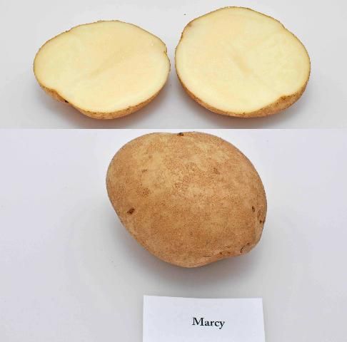 Figure 1. Typical tuber and internal flesh color of 'Marcy' potato variety.